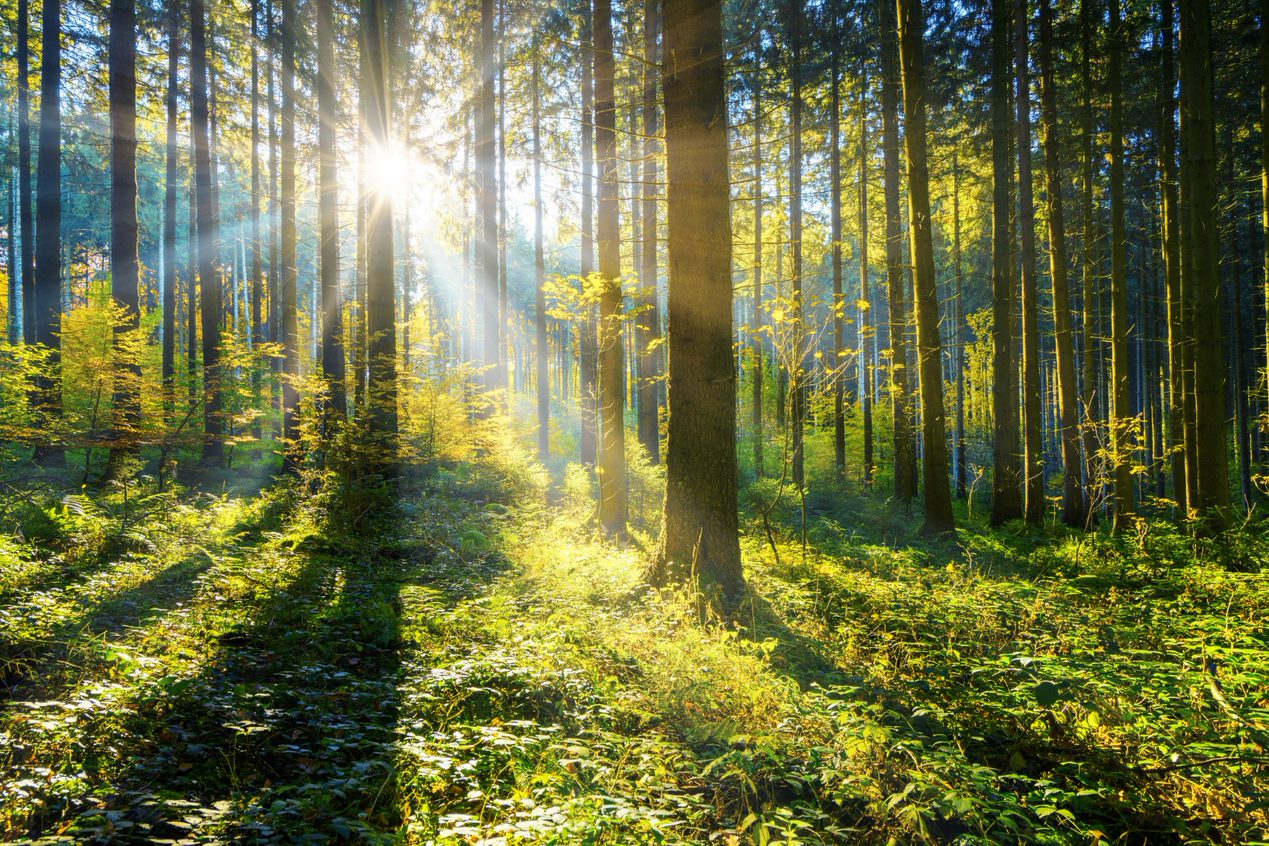 A picture of a woody forest
