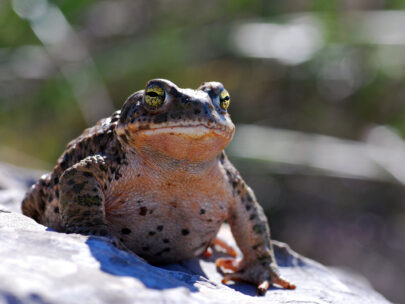 Photo of a Natterjack Toad