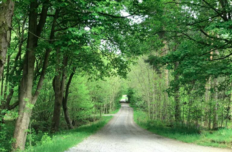 Image of tree lined road