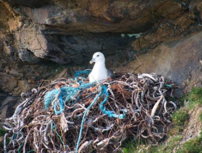 Decorative image: seagull sitting on a nest the crevice of a hillside