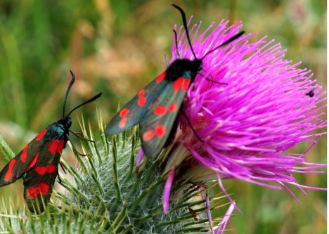 A six-spot burnet moth, on a purple thistle blossom