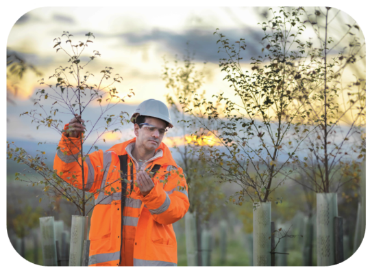 ecologist inspecting young trees