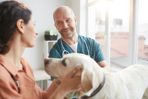 A woman and her labrador, speaking to a vet