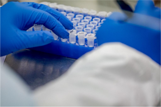 Image of lab samples being handled by a pair of hands wearing blue gloves