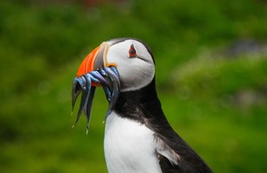 A puffin with small fish in its beak.